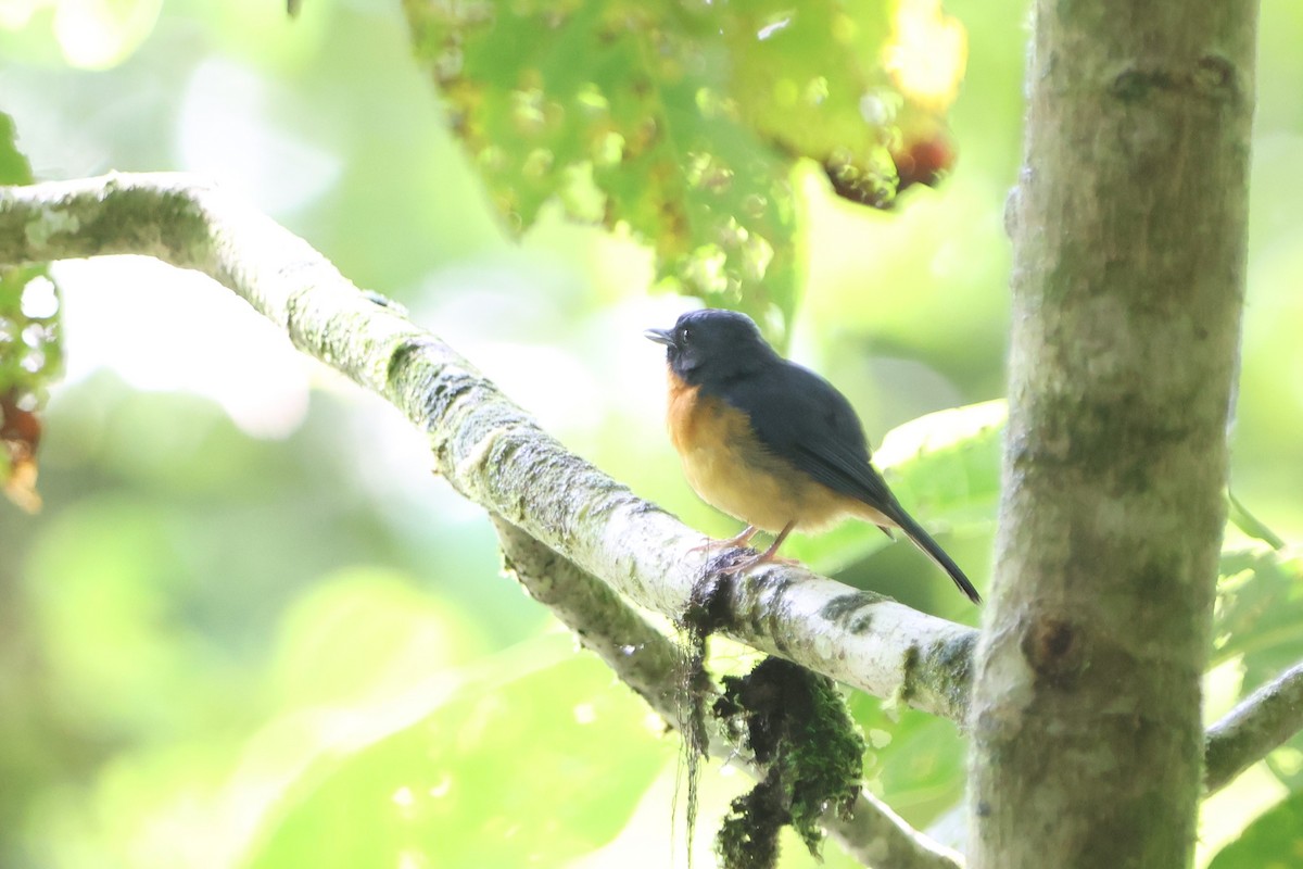 Sulawesi Blue Flycatcher (Sulawesi) - ML620600374