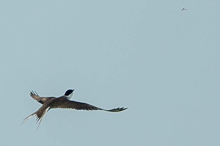 Bridled Tern - ML620600376