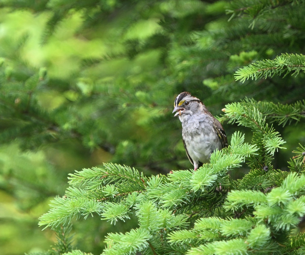 White-throated Sparrow - ML620600379