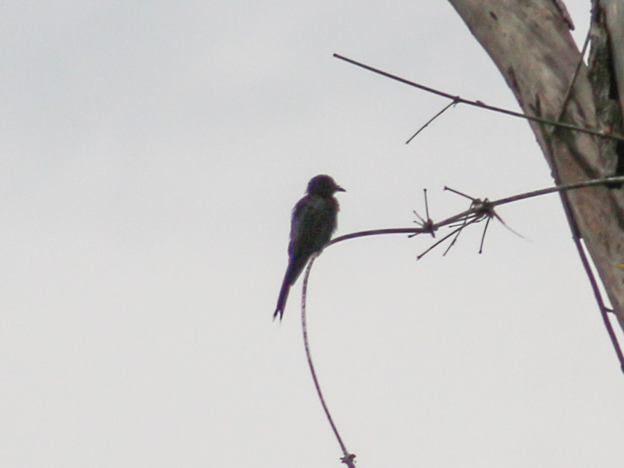 Kül Rengi Drongo - ML620600384