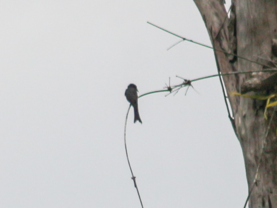 Ashy Drongo - ML620600385