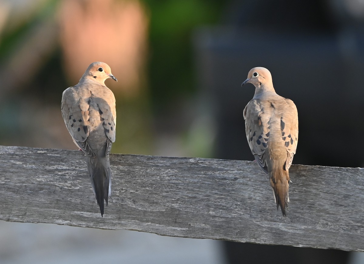 Mourning Dove - ML620600393