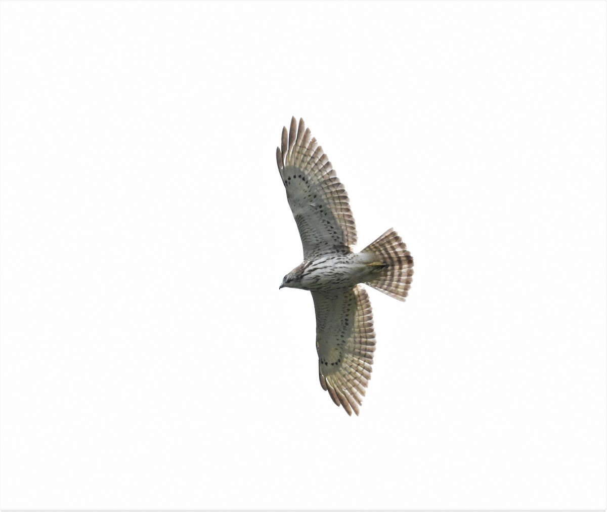 Gray Hawk - ML620600397