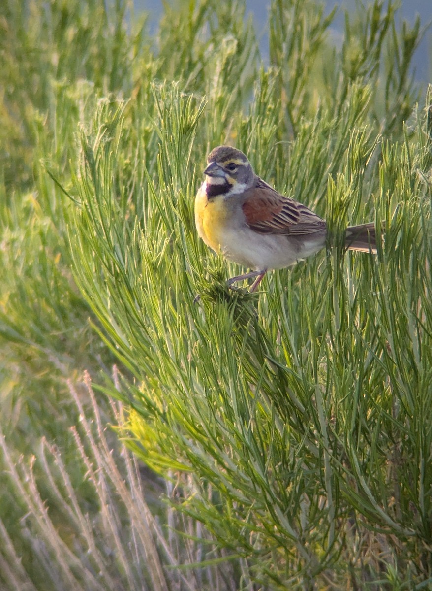 Dickcissel - ML620600400