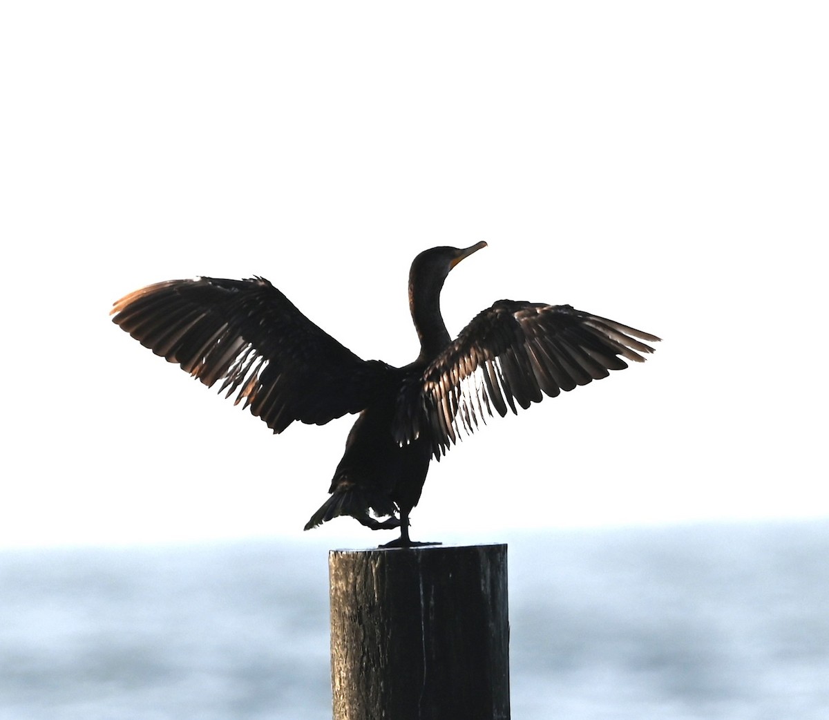 Double-crested Cormorant - ML620600401