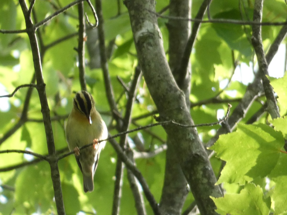 Worm-eating Warbler - ML620600402