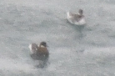 Red-necked Phalarope - ML620600408