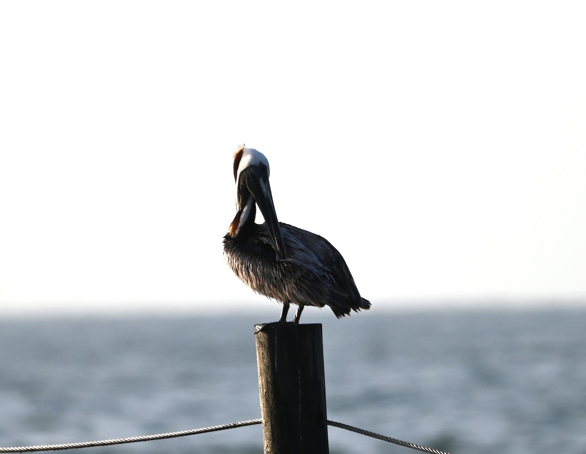 Brown Pelican - ML620600409