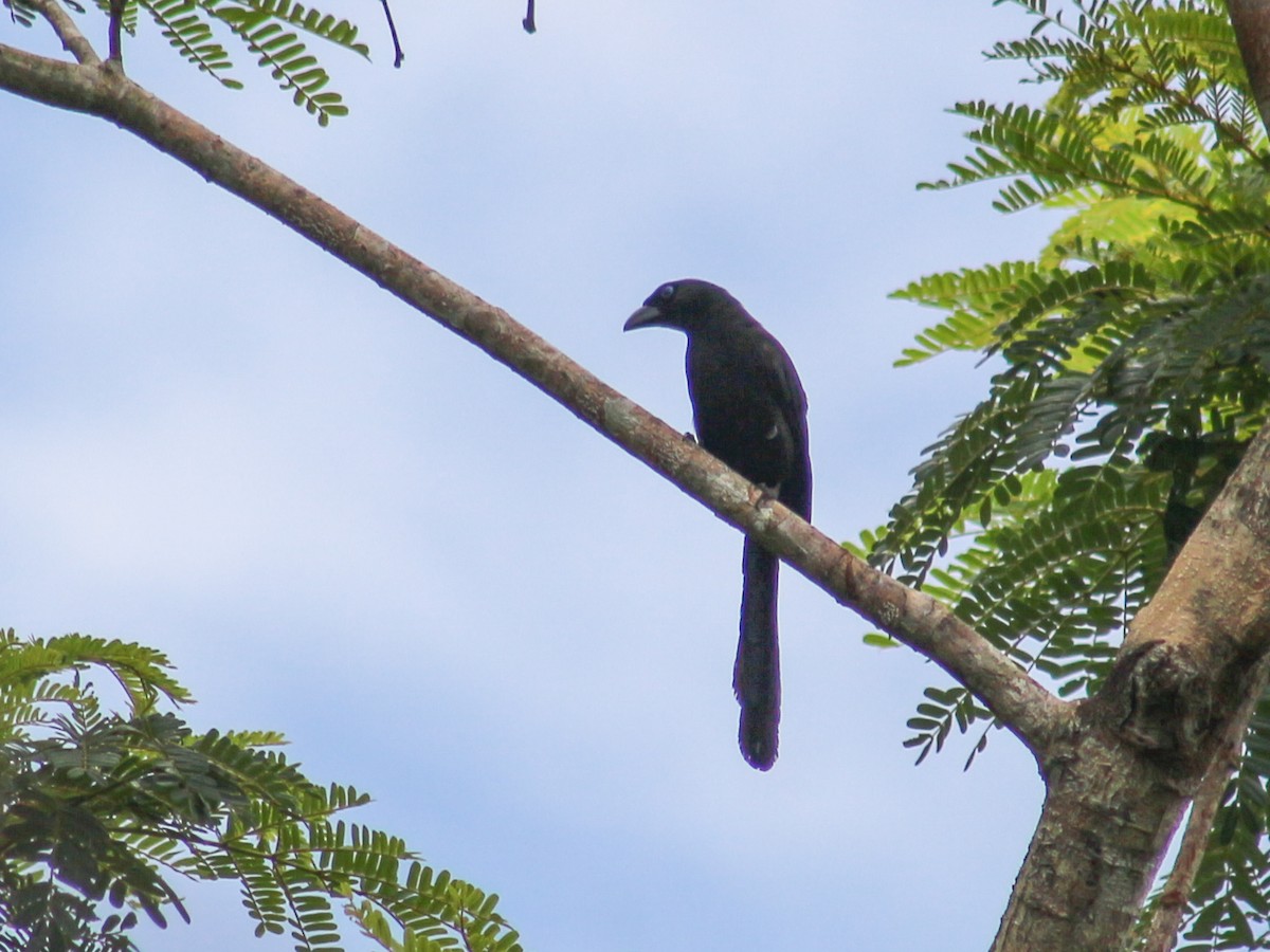 Racket-tailed Treepie - ML620600411