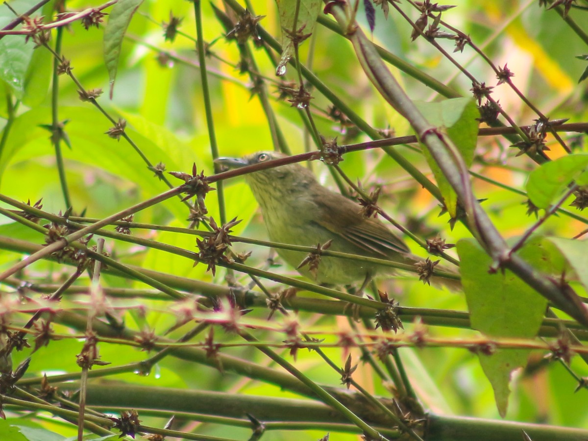 Pin-striped Tit-Babbler - Gerard Chartier