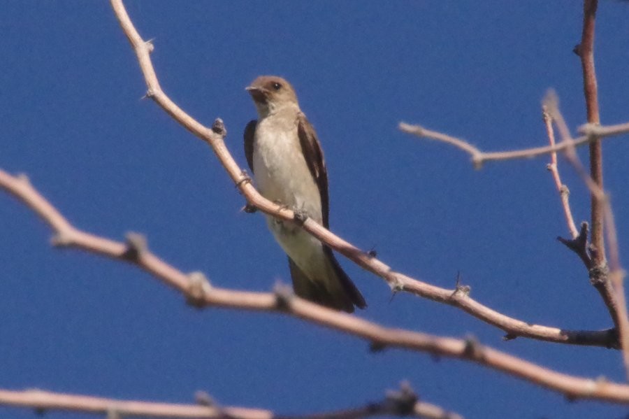 Northern Rough-winged Swallow - ML620600420