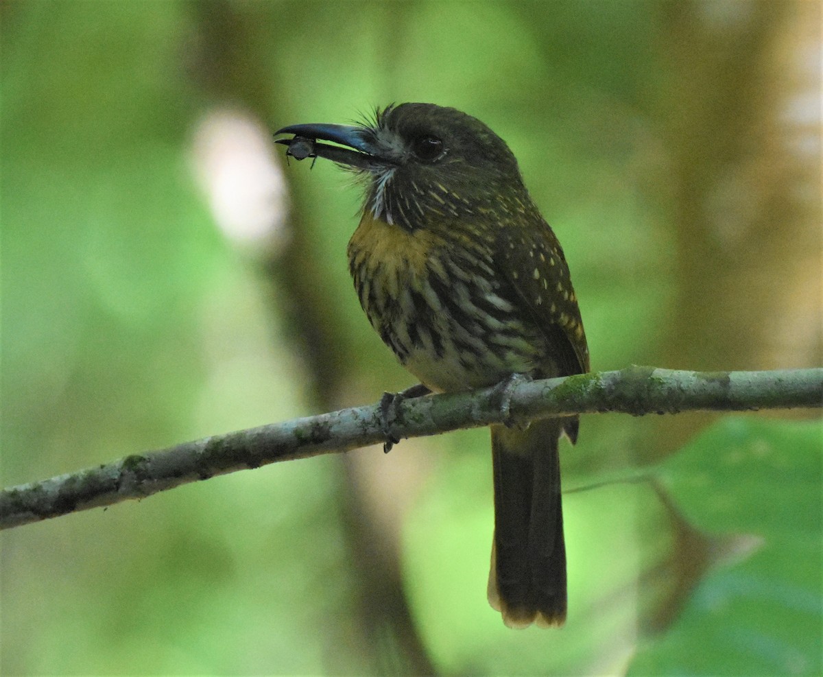 White-whiskered Puffbird - ML620600438