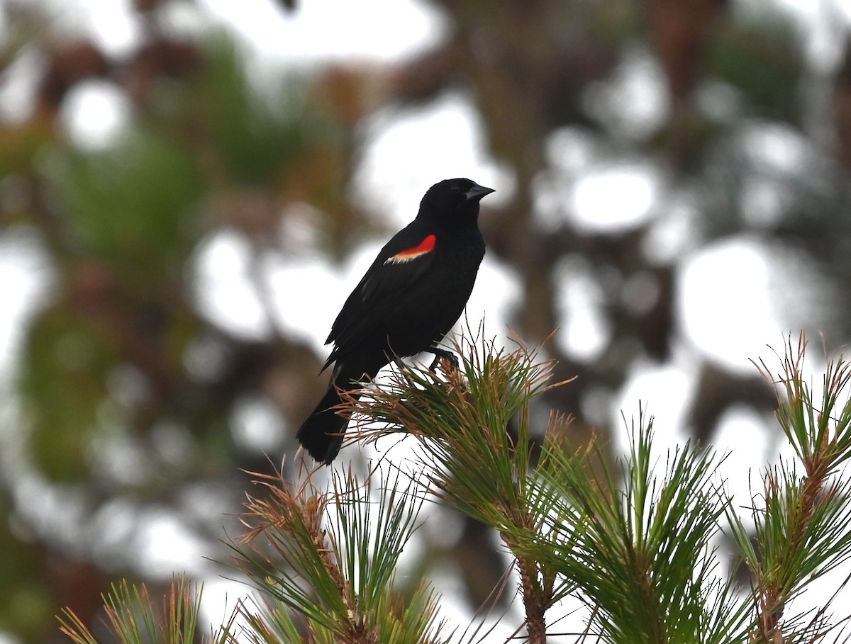 Red-winged Blackbird - ML620600439
