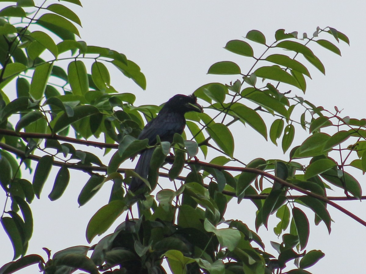 Greater Racket-tailed Drongo - ML620600443