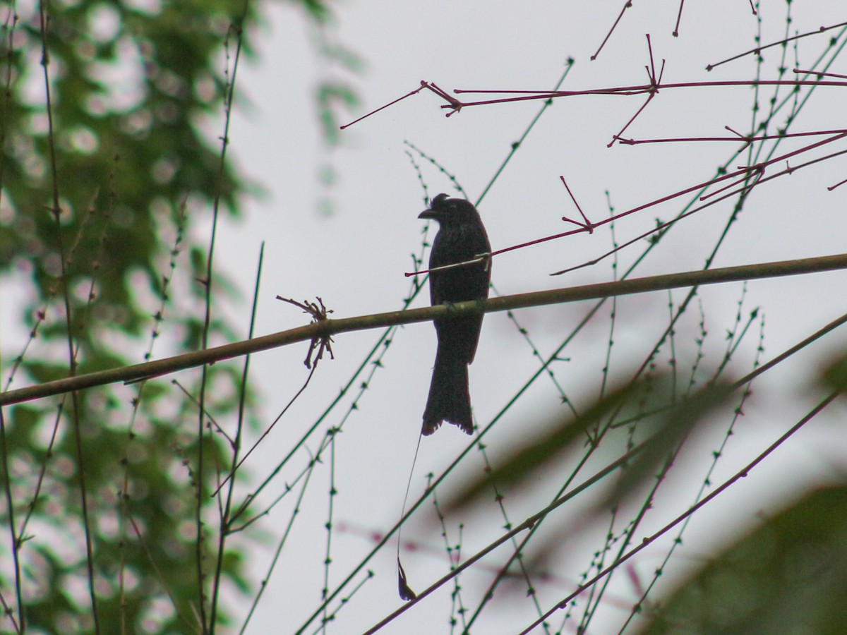 Greater Racket-tailed Drongo - ML620600444