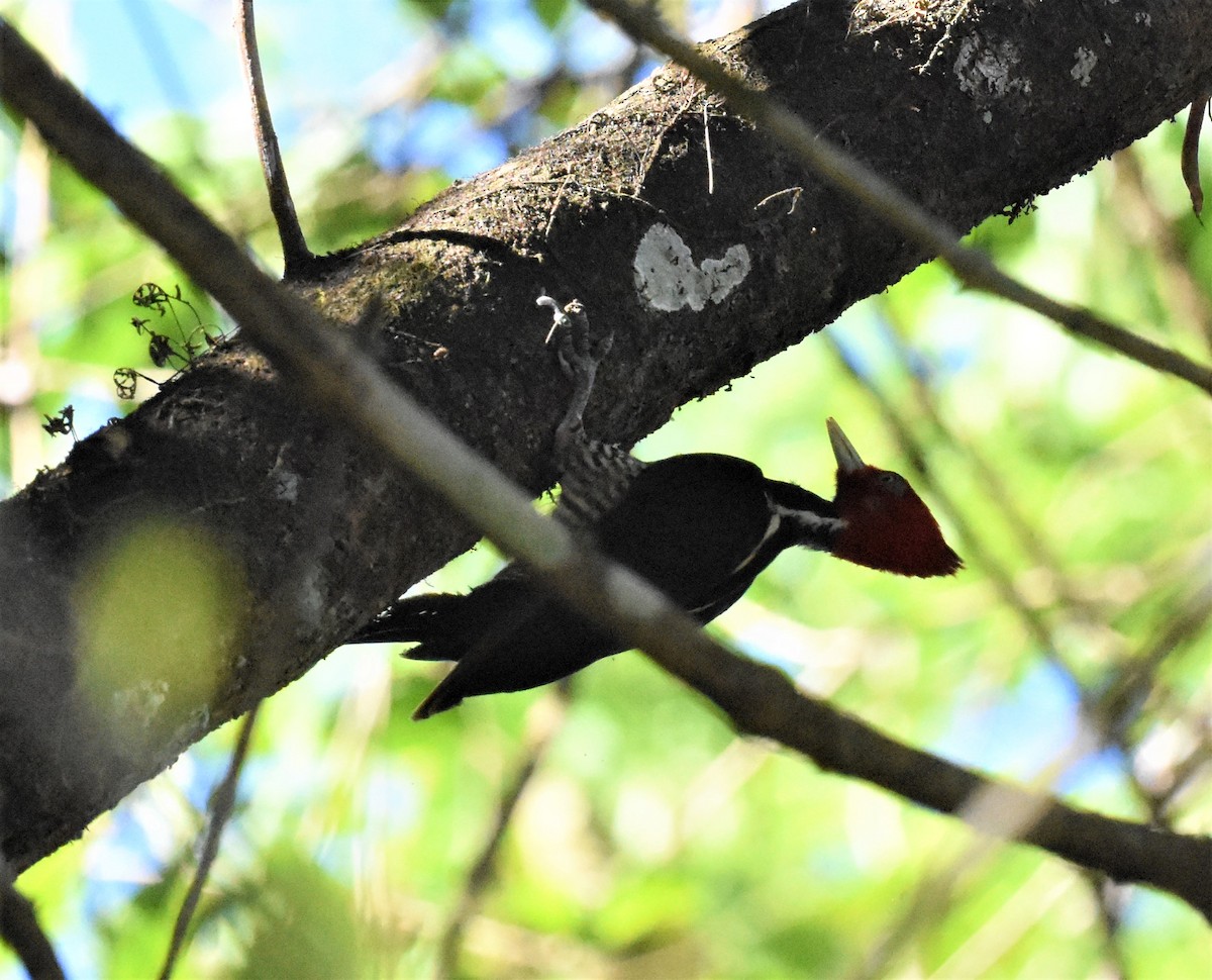 Pale-billed Woodpecker - ML620600459