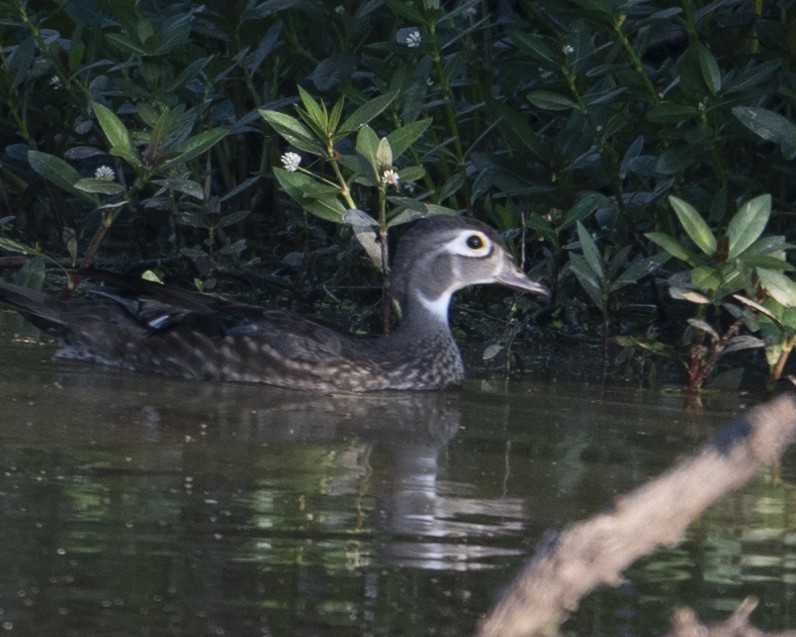 Wood Duck - ML620600460