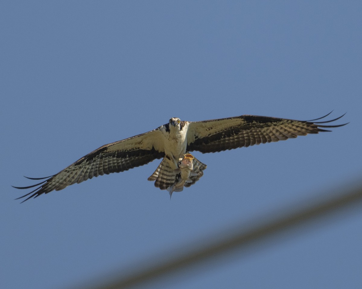 Balbuzard pêcheur - ML620600466