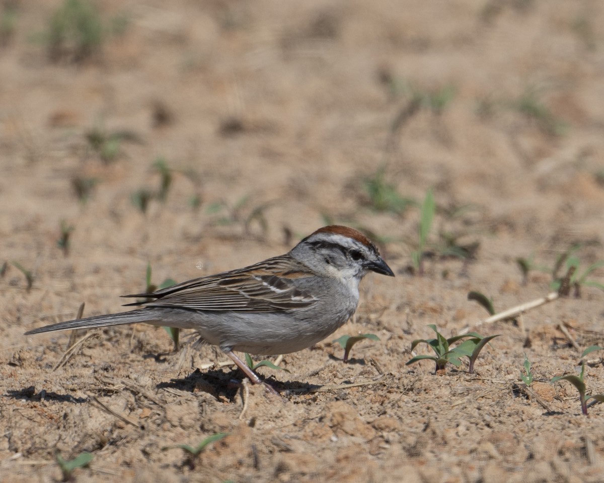 Chipping Sparrow - ML620600471