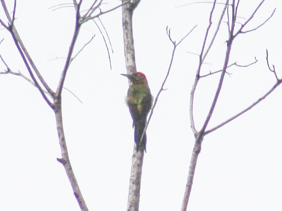 Laced Woodpecker - ML620600472