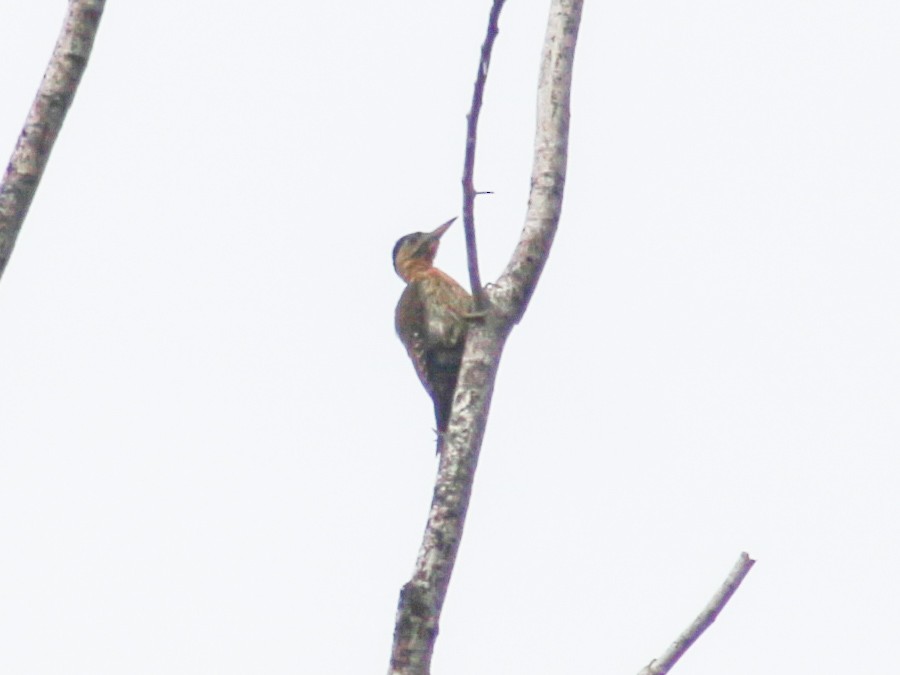 Laced Woodpecker - ML620600475