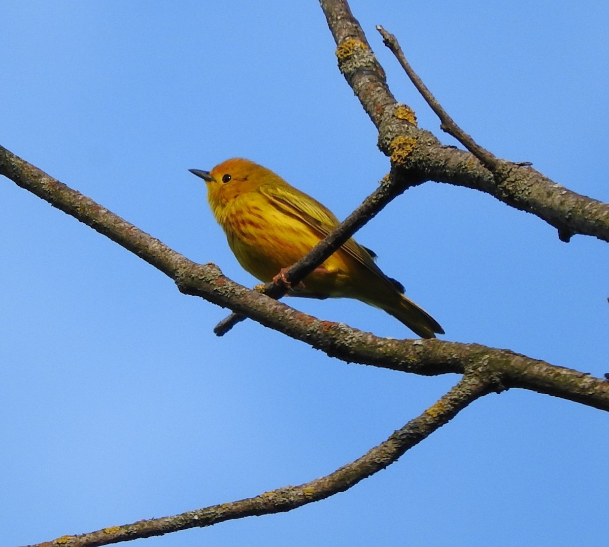 Yellow Warbler - ML620600476