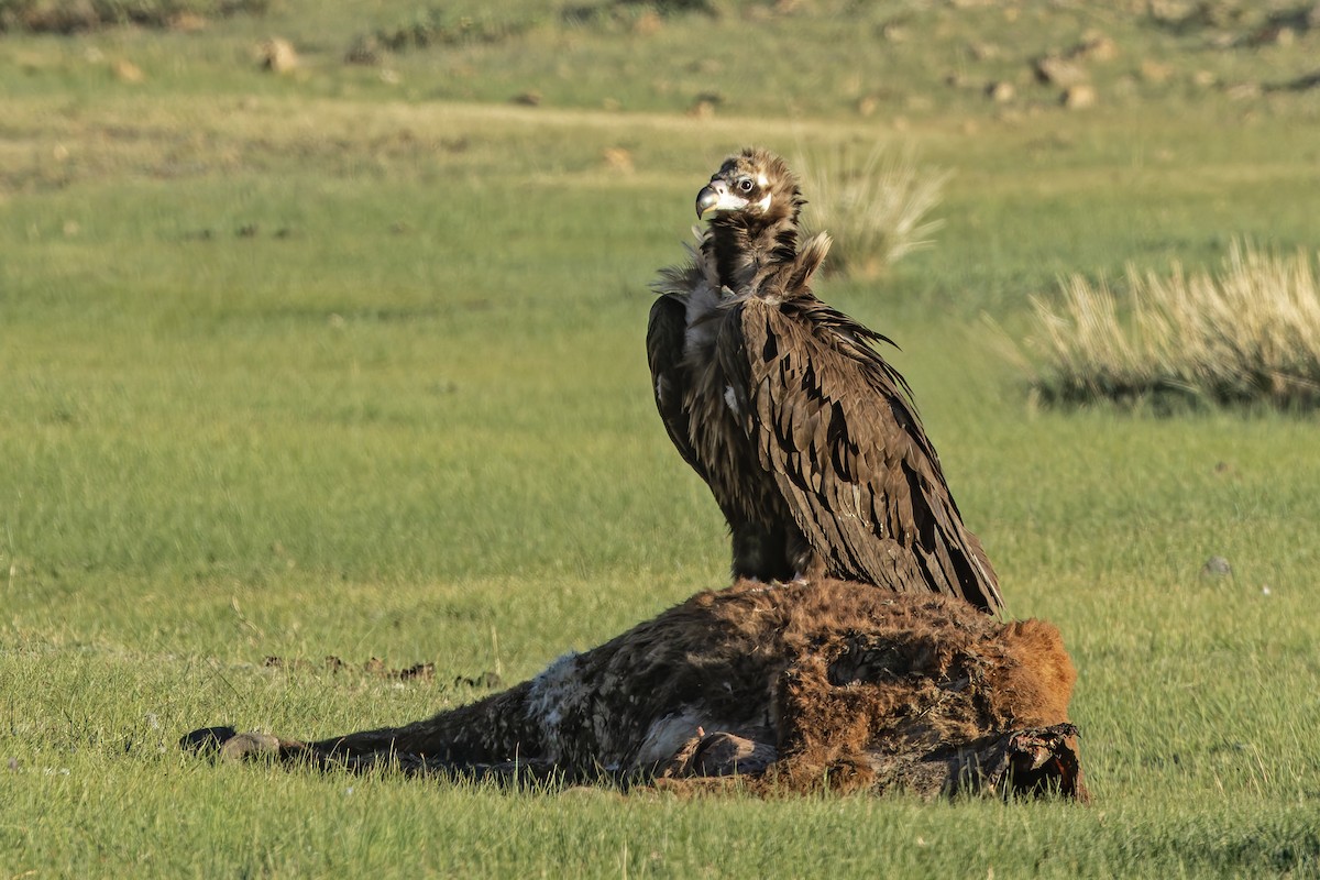 Cinereous Vulture - ML620600477