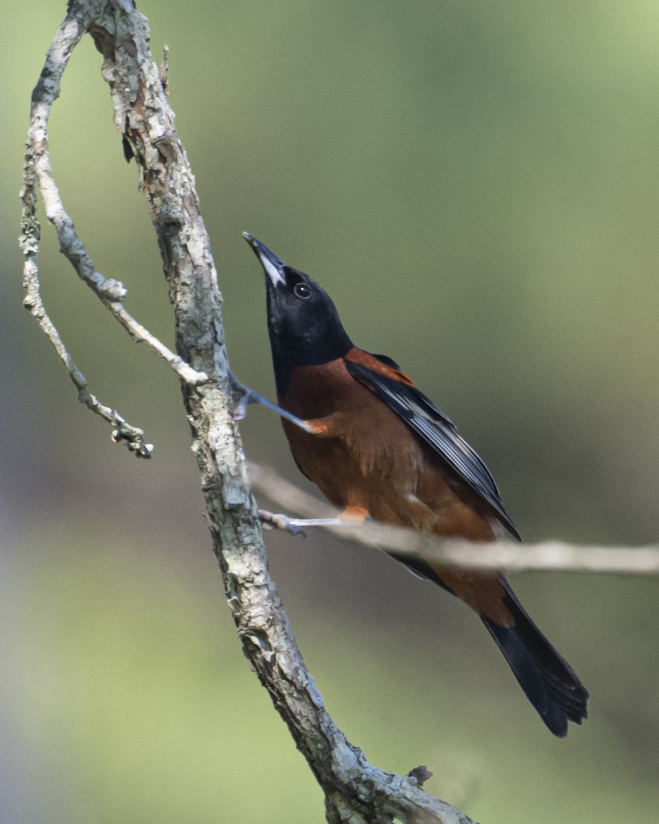 Orchard Oriole - ML620600478