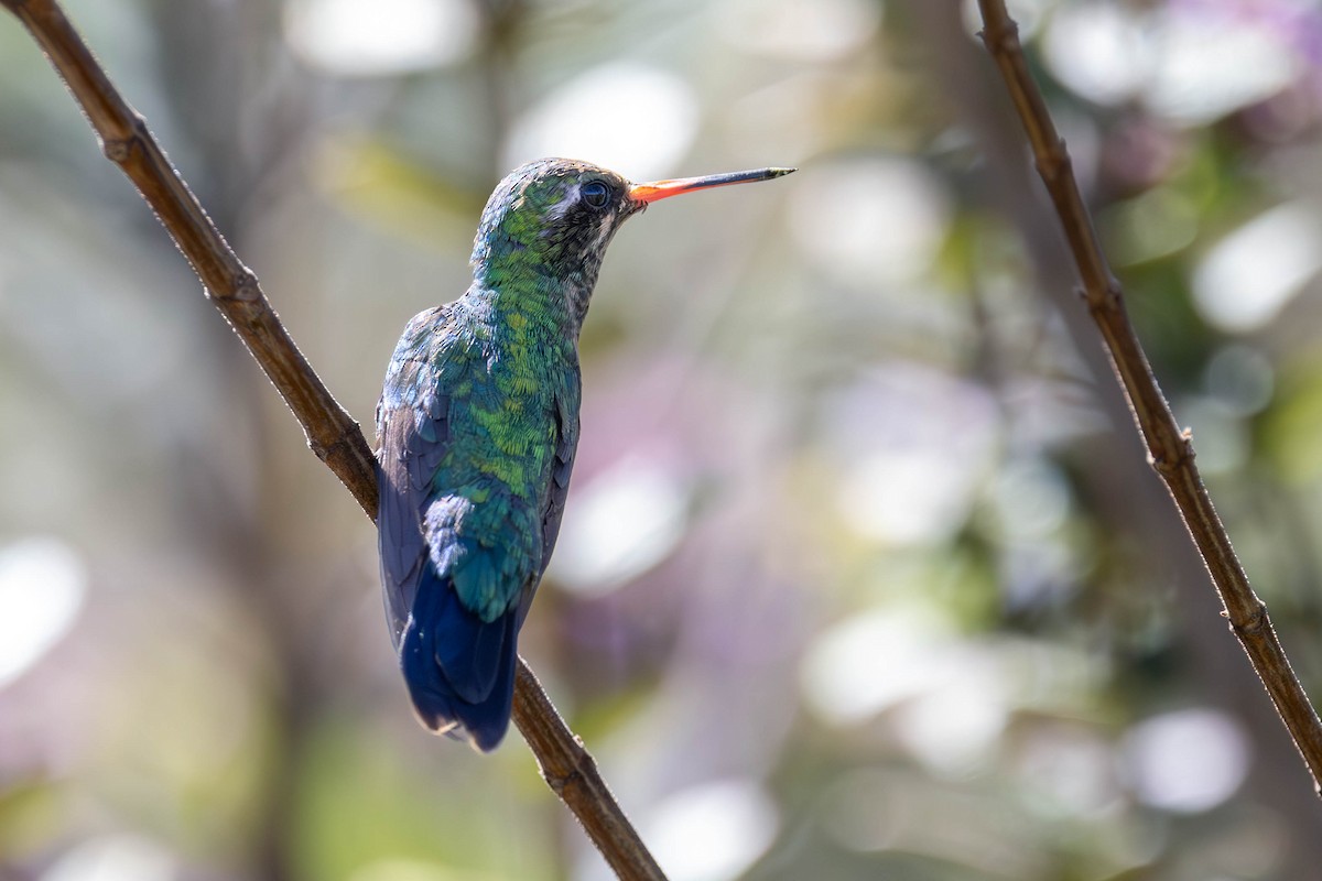 Glittering-bellied Emerald - ML620600479