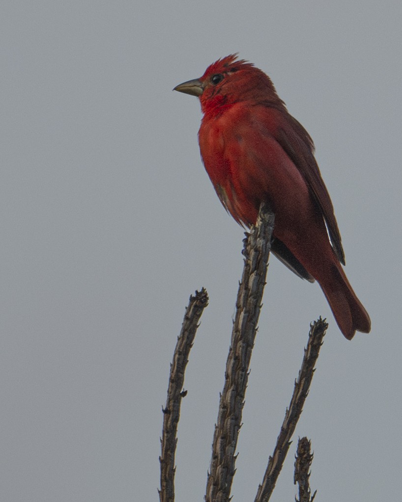 Summer Tanager - ML620600482