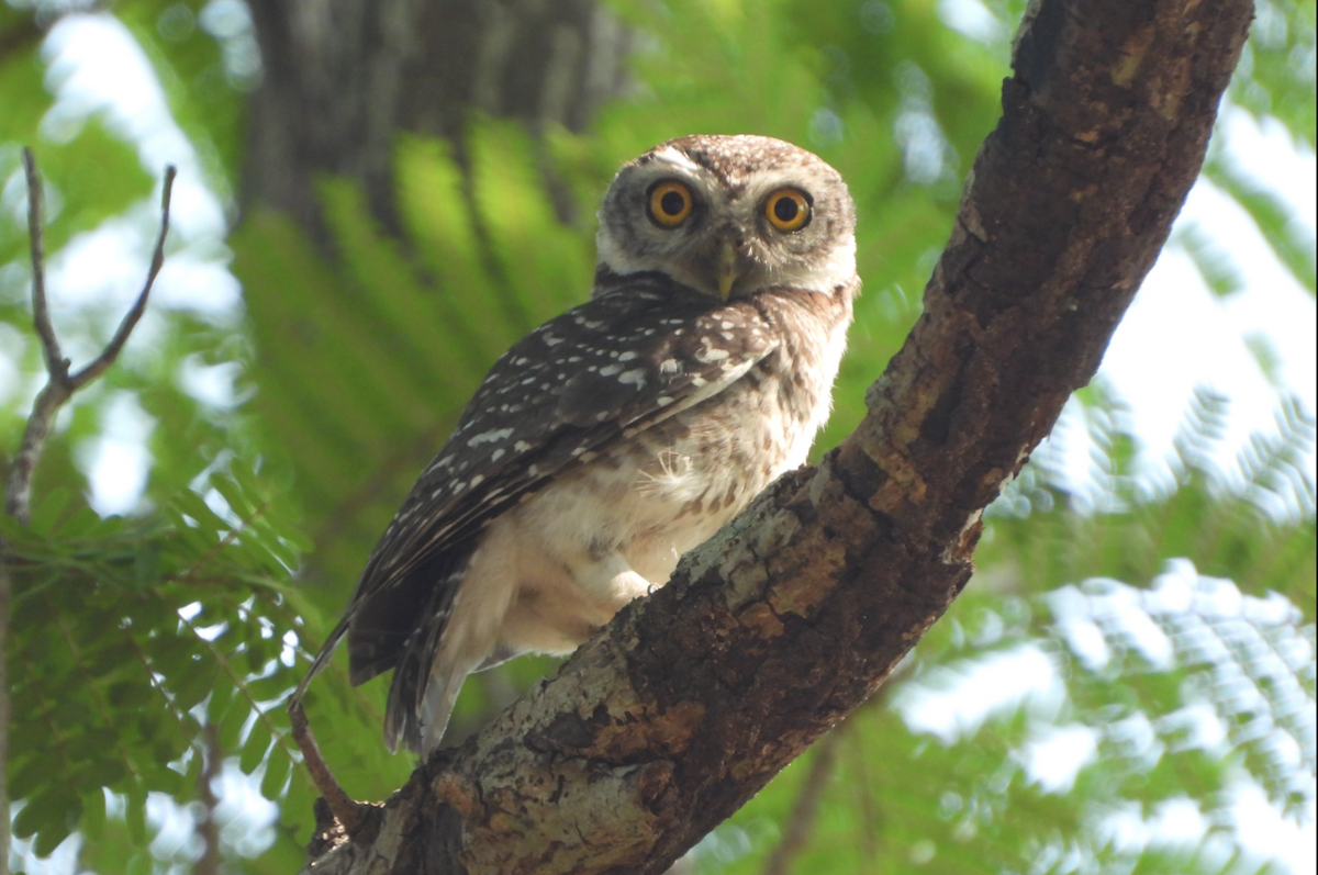 Spotted Owlet - ML620600484