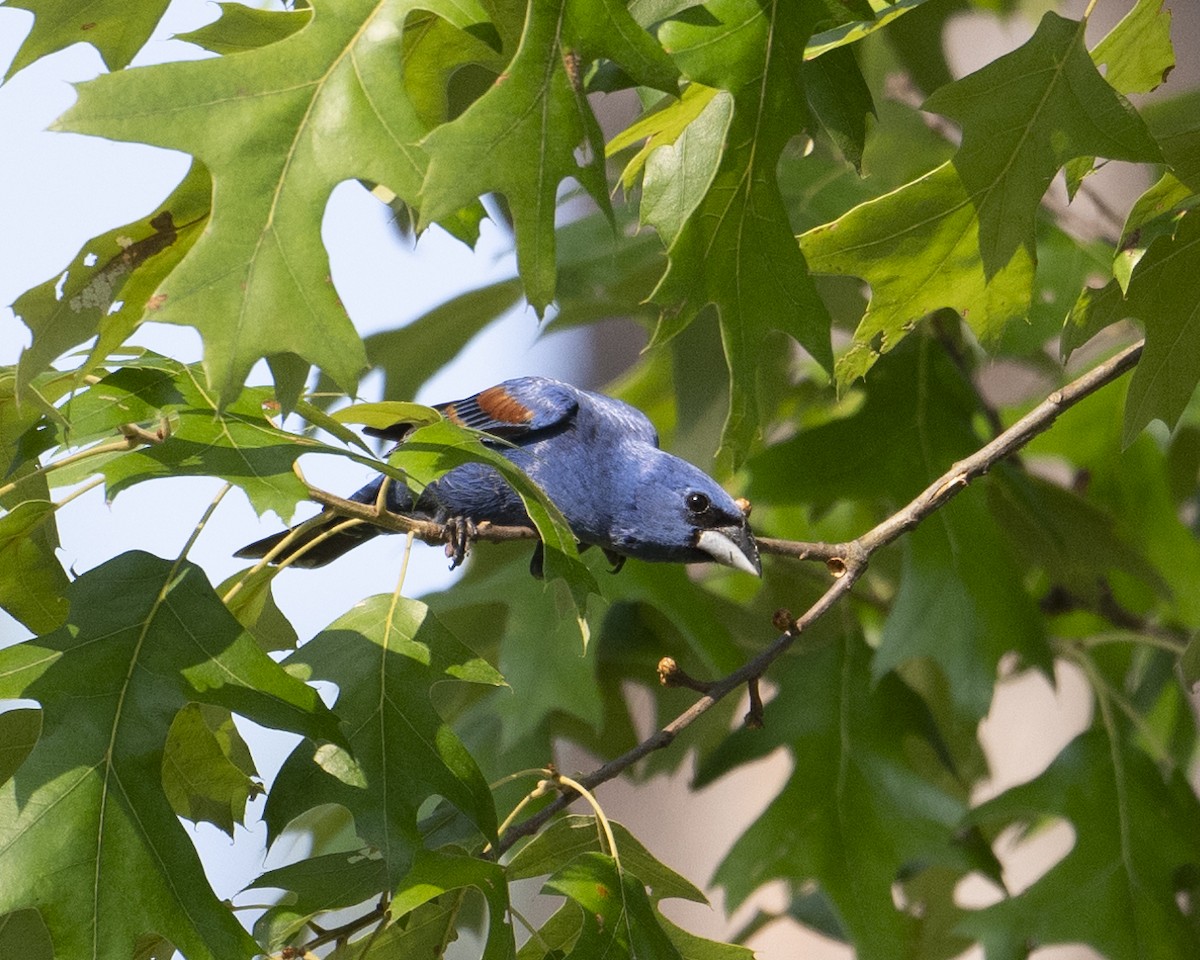 Blue Grosbeak - ML620600486