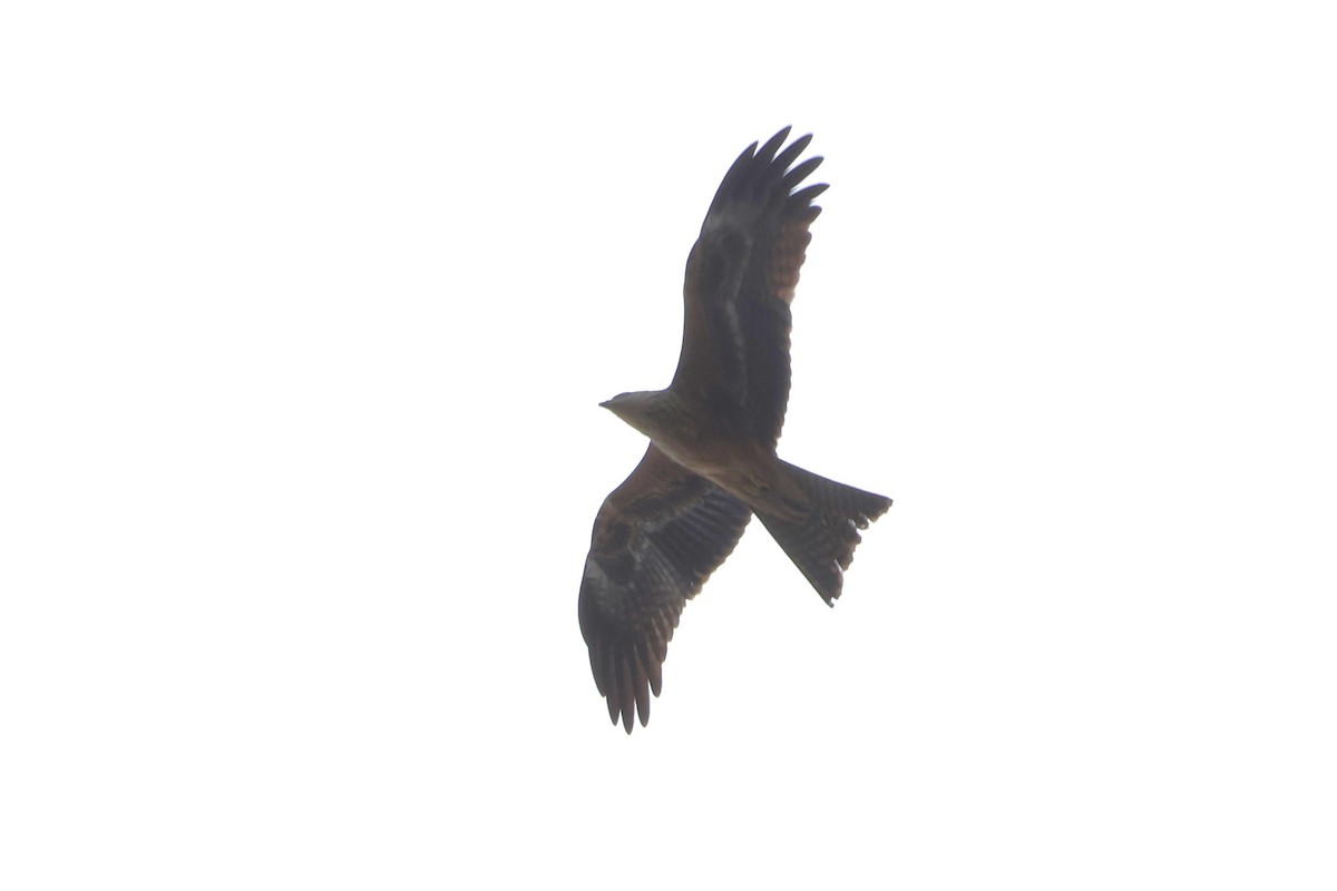 Black Kite - ML620600492