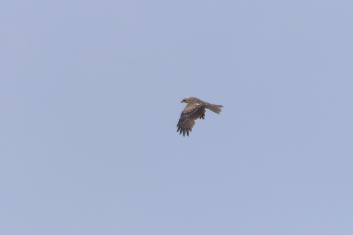 Black Kite - ML620600494