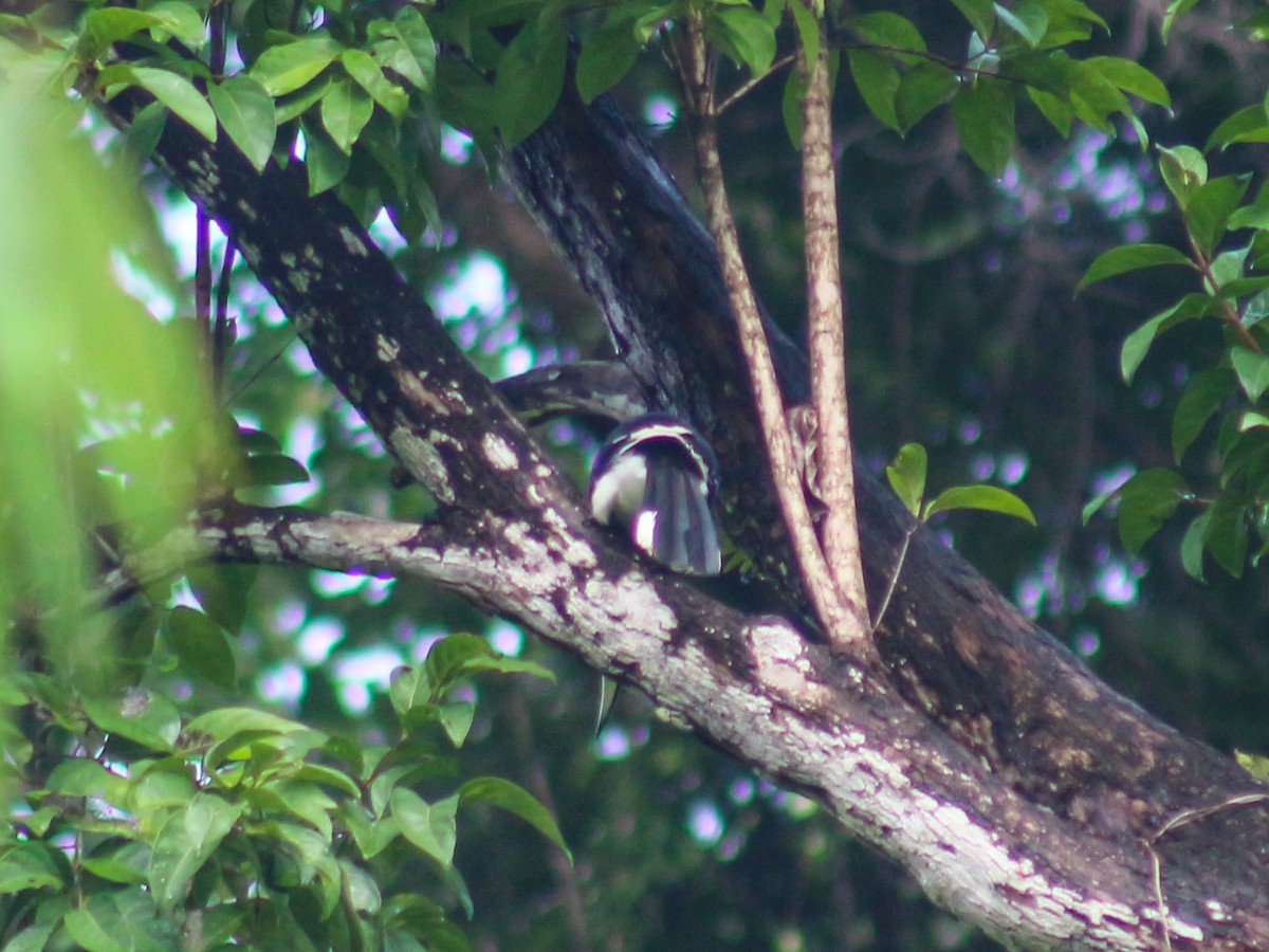 Oriental Pied-Hornbill - ML620600495