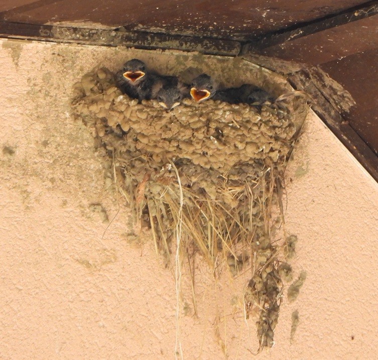 Barn Swallow - ML620600501