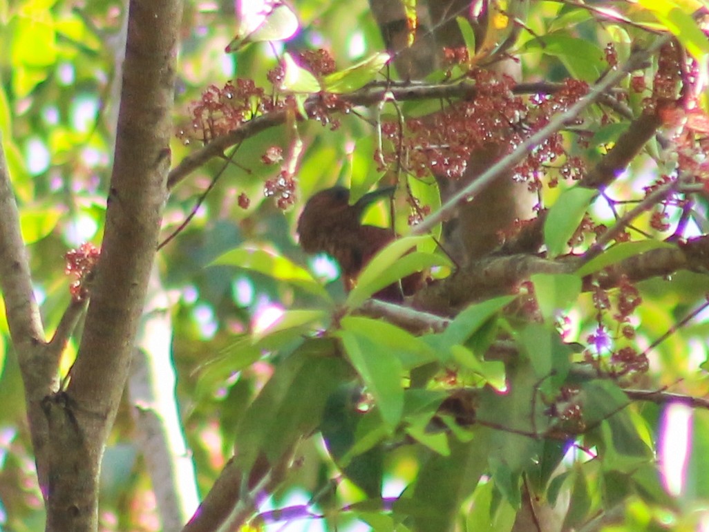 Rufous Woodpecker - ML620600502