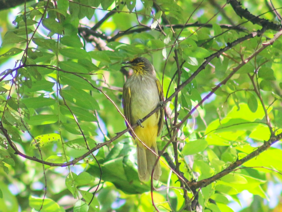 Stripe-throated Bulbul - ML620600508