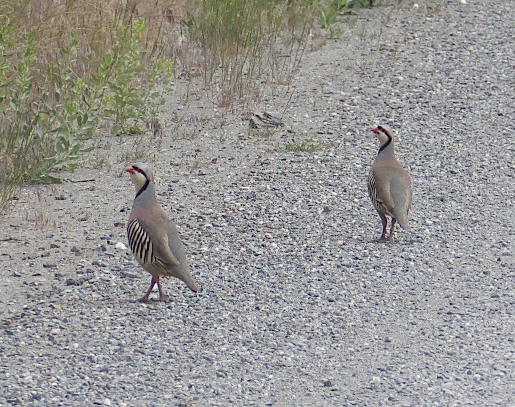 Chukar - ML620600510