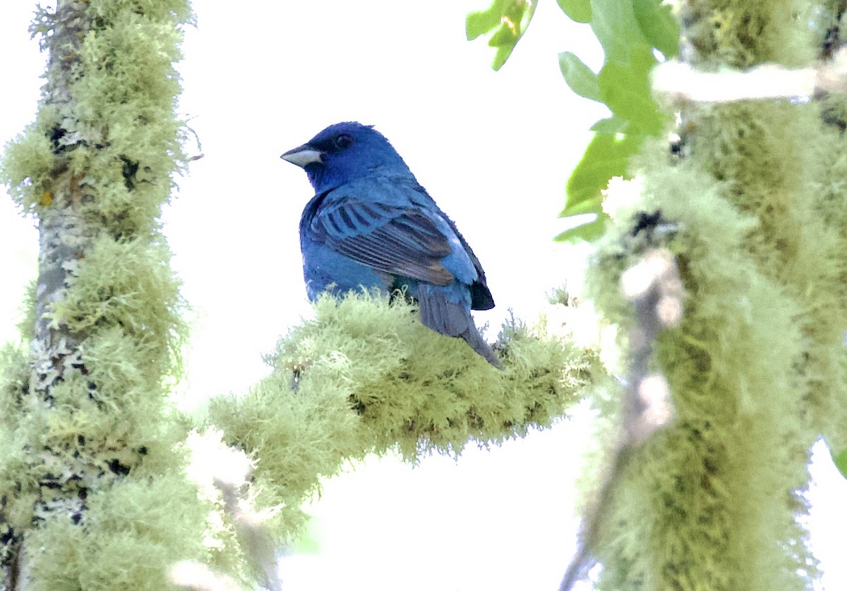 Lazuli Bunting - ML620600511