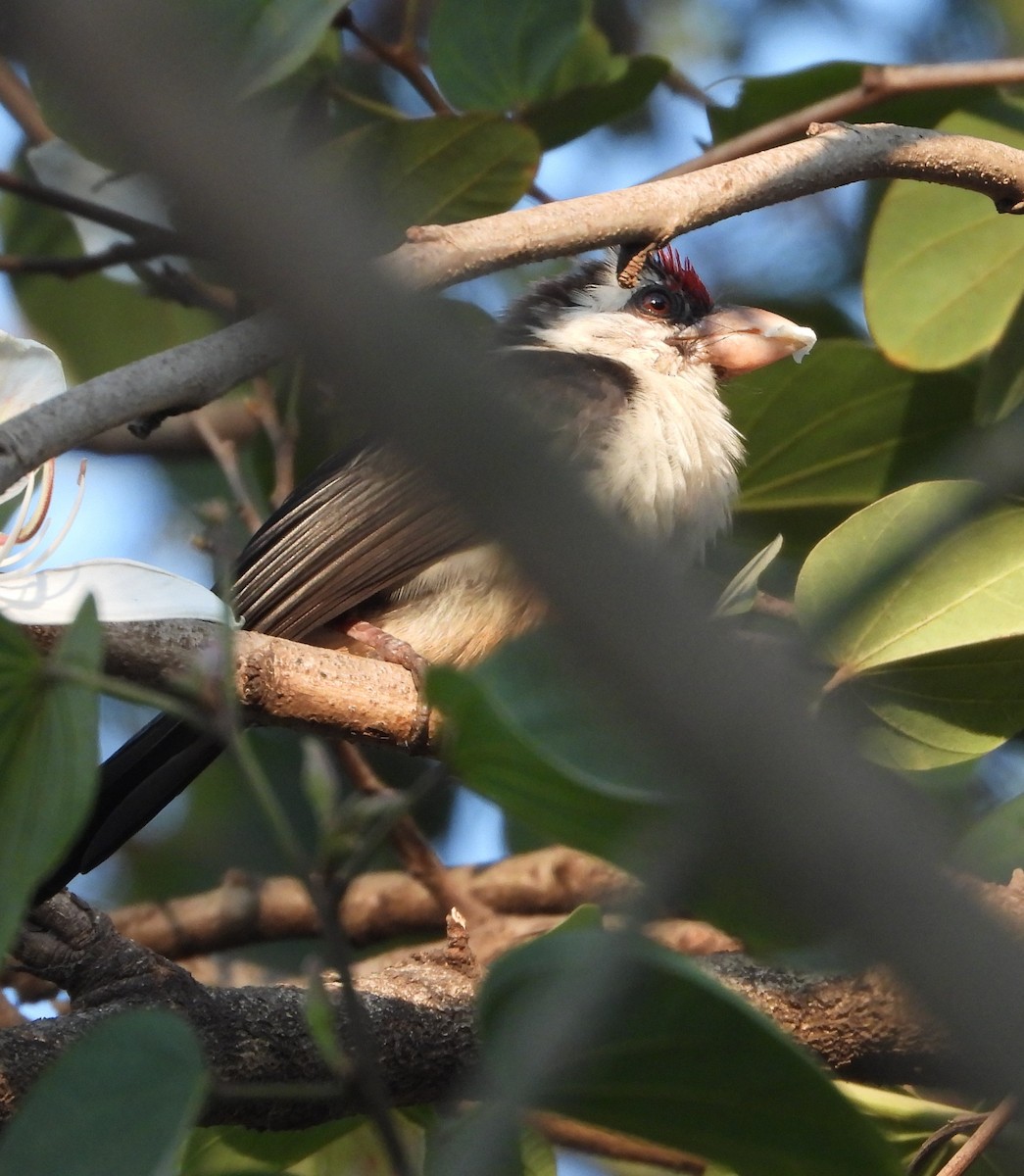 Black-backed Barbet - ML620600520