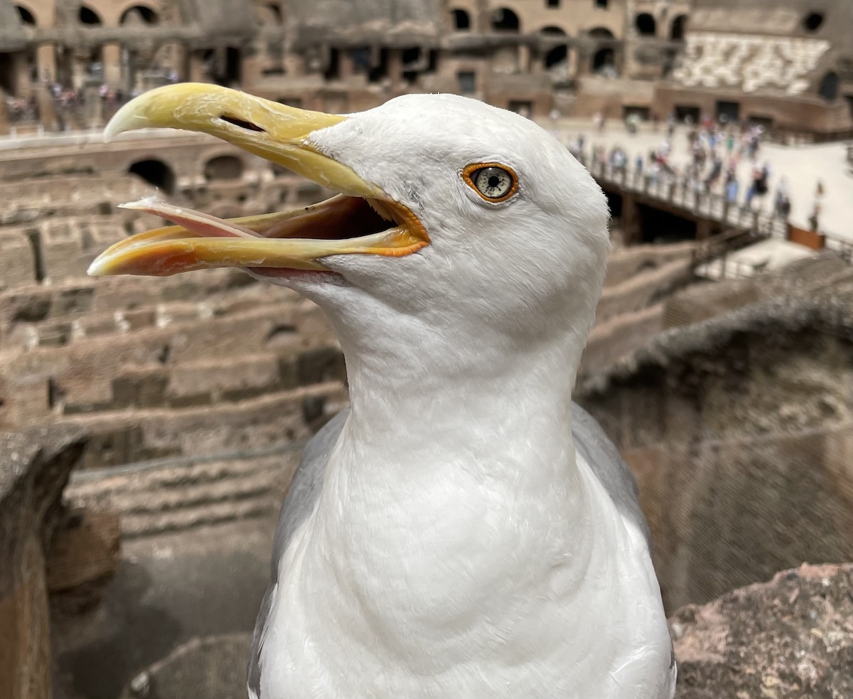 Yellow-legged Gull - ML620600526