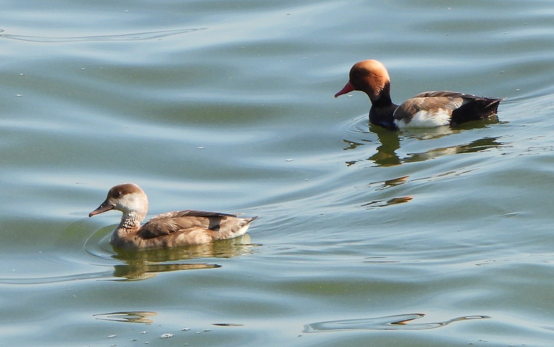 Red-crested Pochard - ML620600528