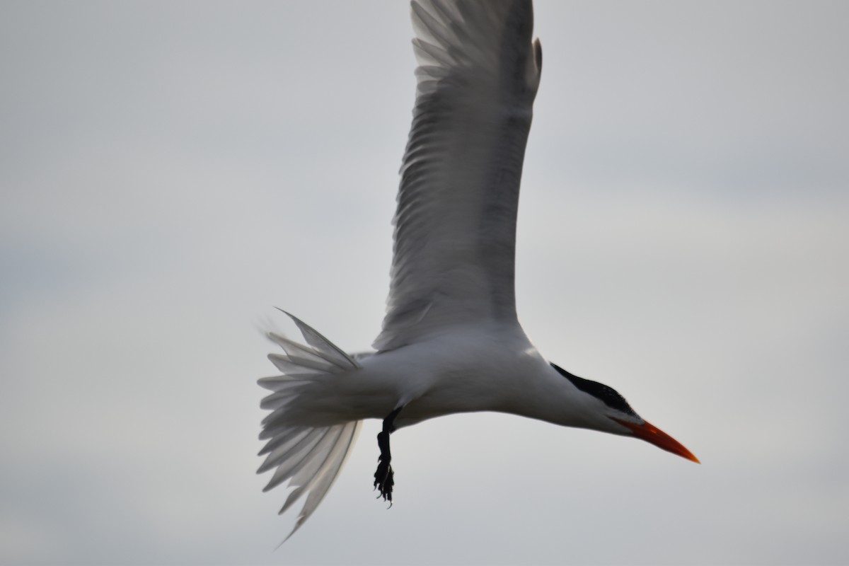 Royal Tern - Douglas Hamm