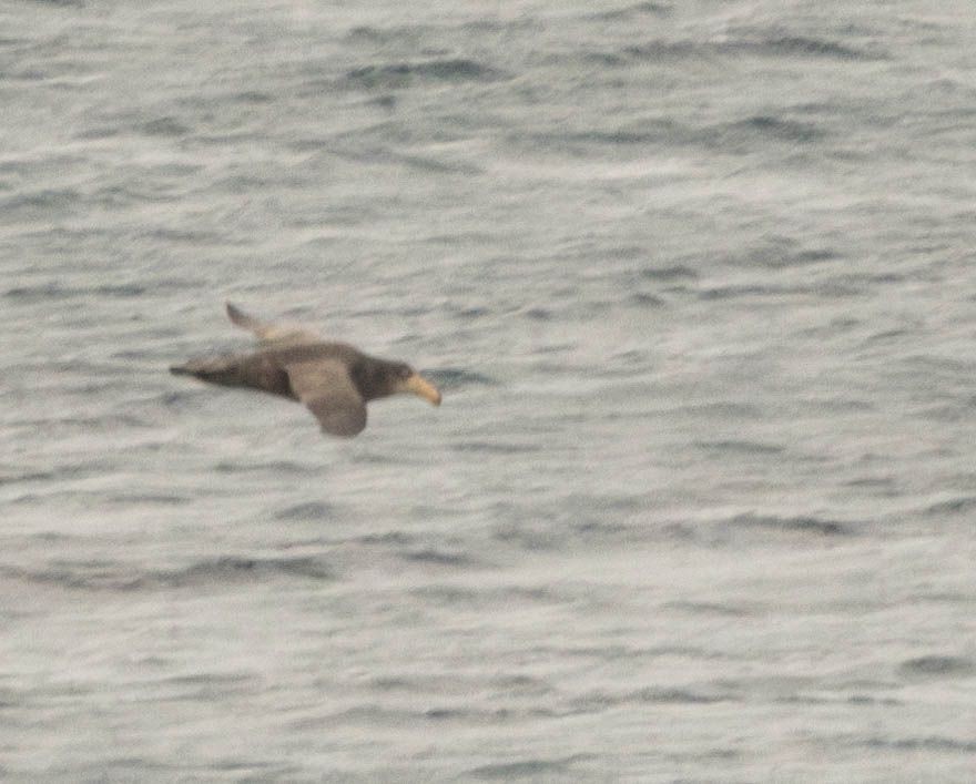 Northern Giant-Petrel - ML620600539