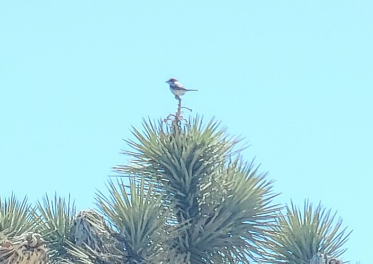 Loggerhead Shrike - ML620600541