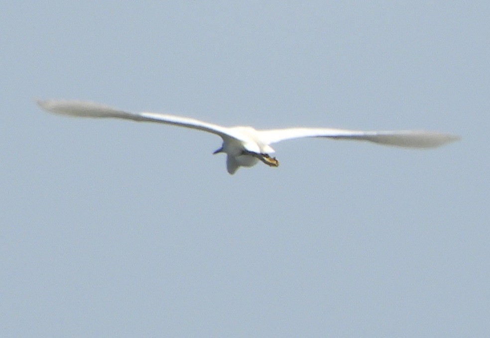 Little Egret - ML620600542