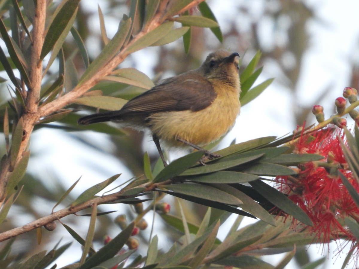 Variable Sunbird - ML620600549