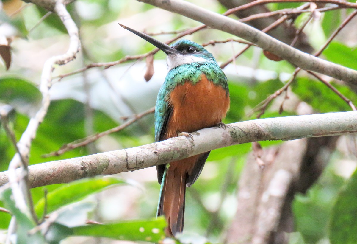 Jacamar à queue rousse - ML620600554