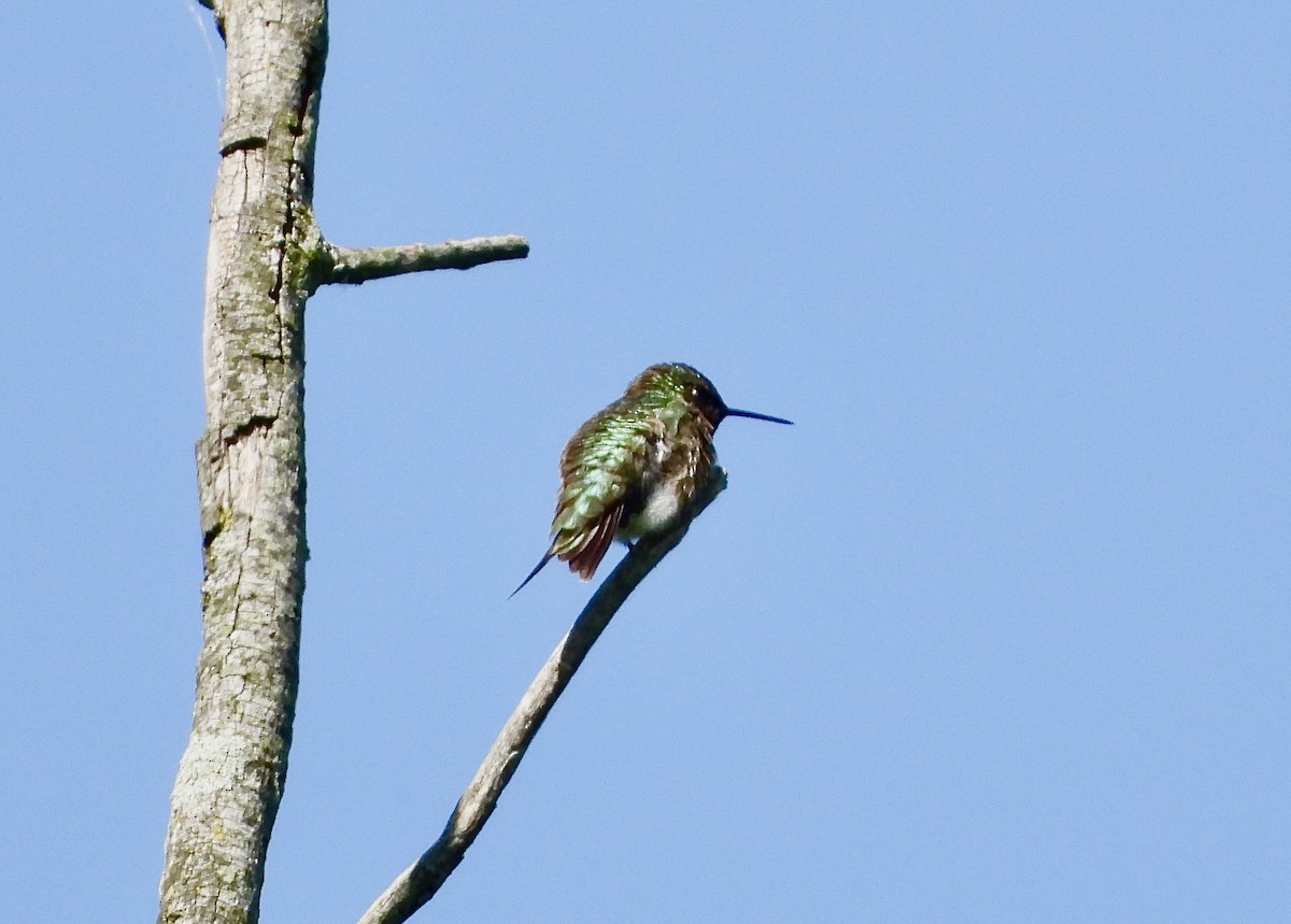 Ruby-throated Hummingbird - ML620600560